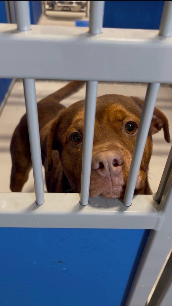 dog inside his kennel