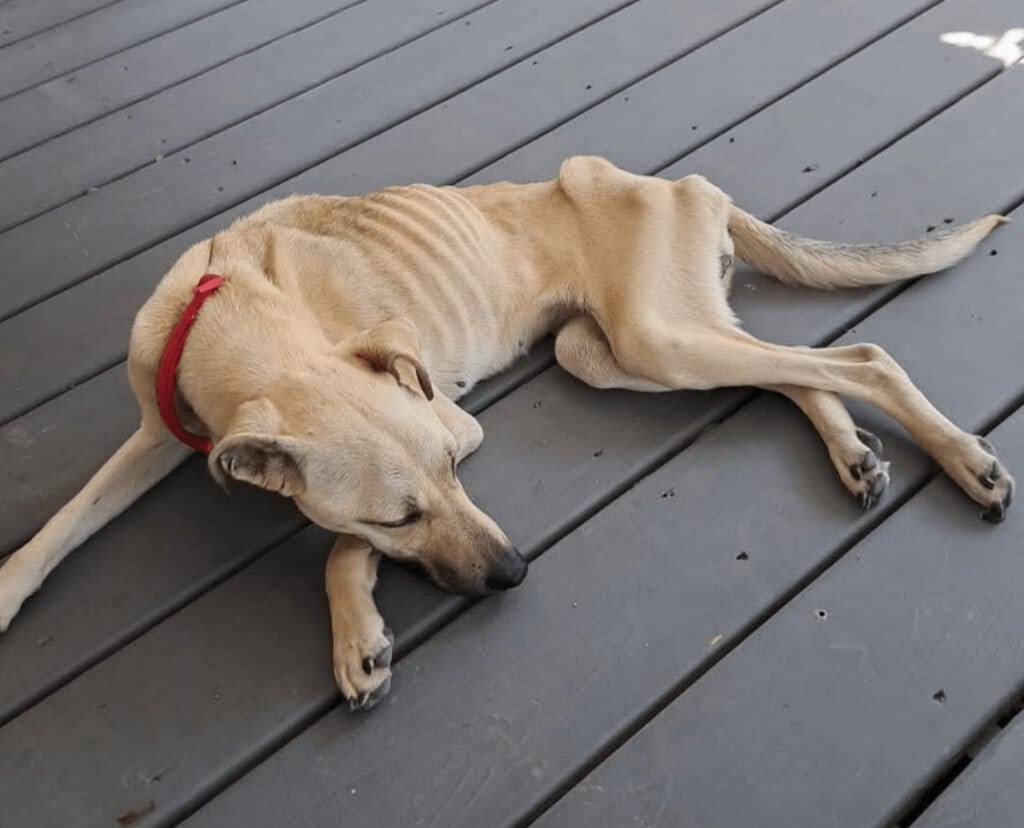 sleeping malnourished rescued dog