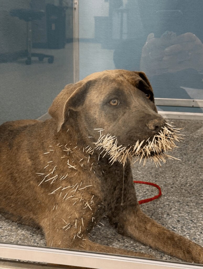 rescued dog with thorns all over his body