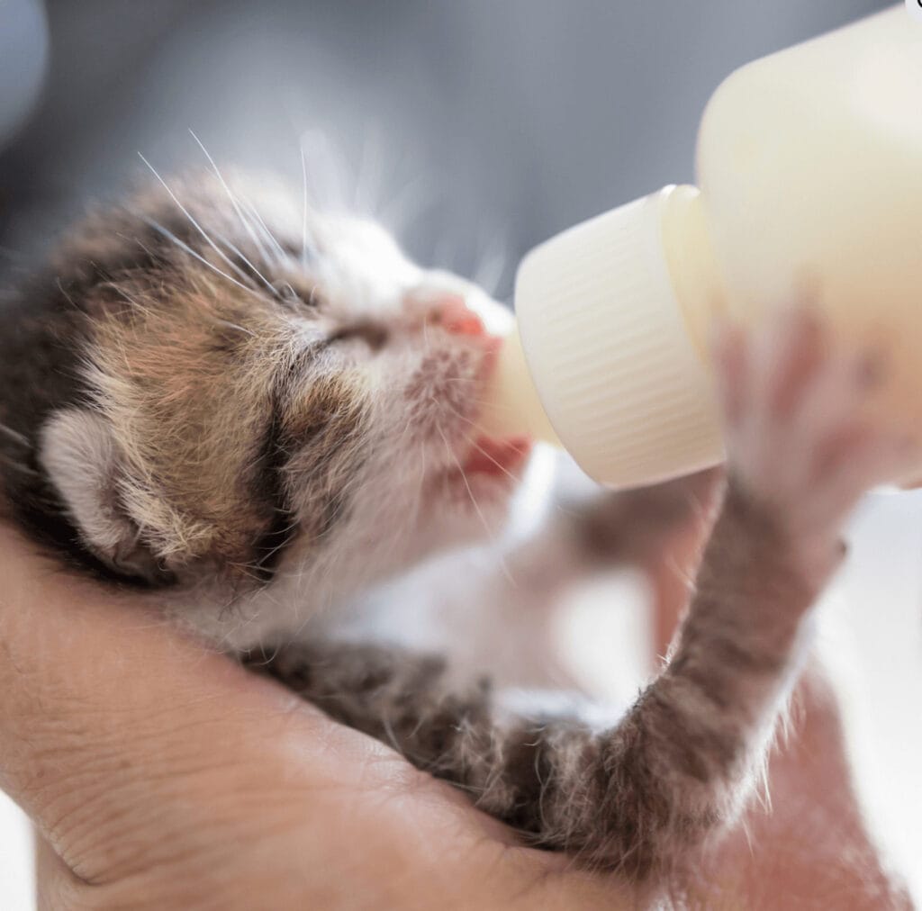 kitten drinking milk