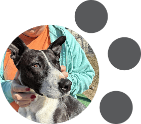 dog image with paw circles