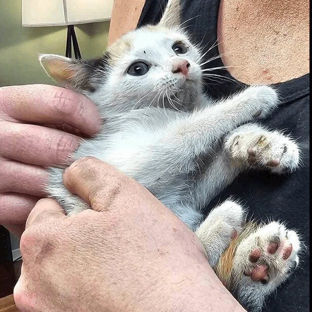 rescued cat