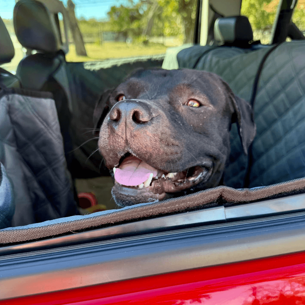 dog in red car