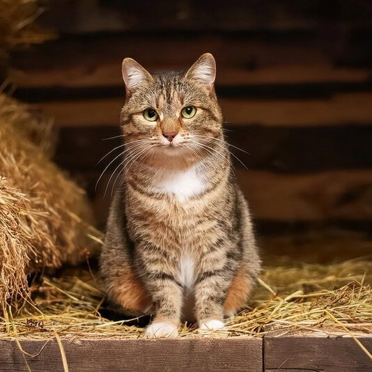 Barn Cat
