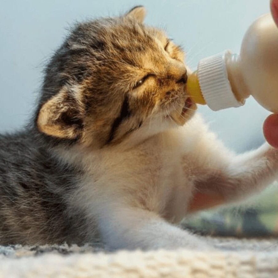 Bottlebaby_Infant fostering Section picture