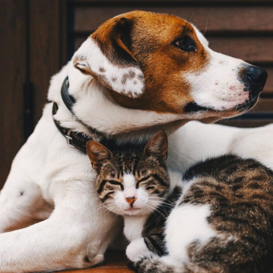 Community Pets Available Blurb Photo