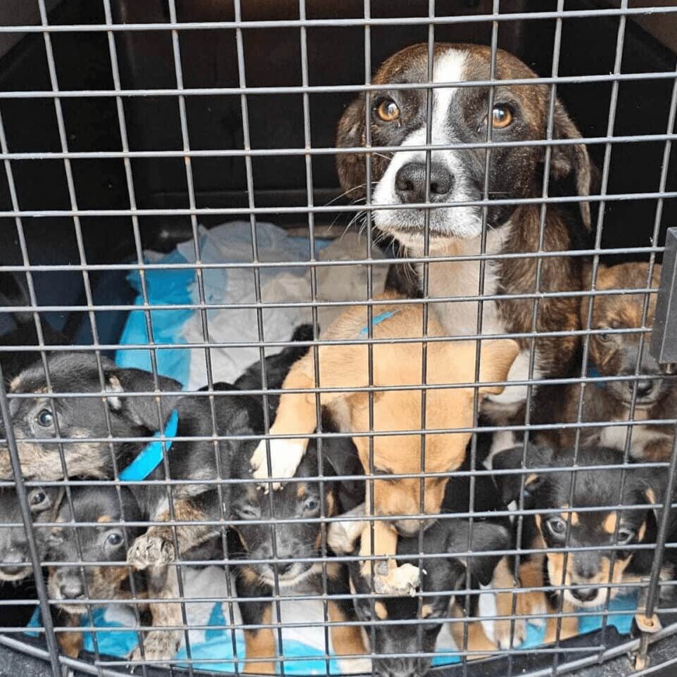 Medical Foster