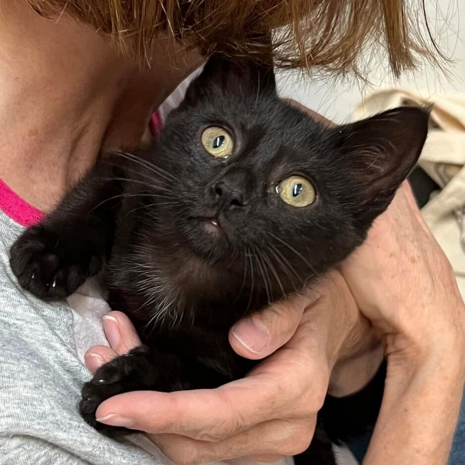 Black Cat