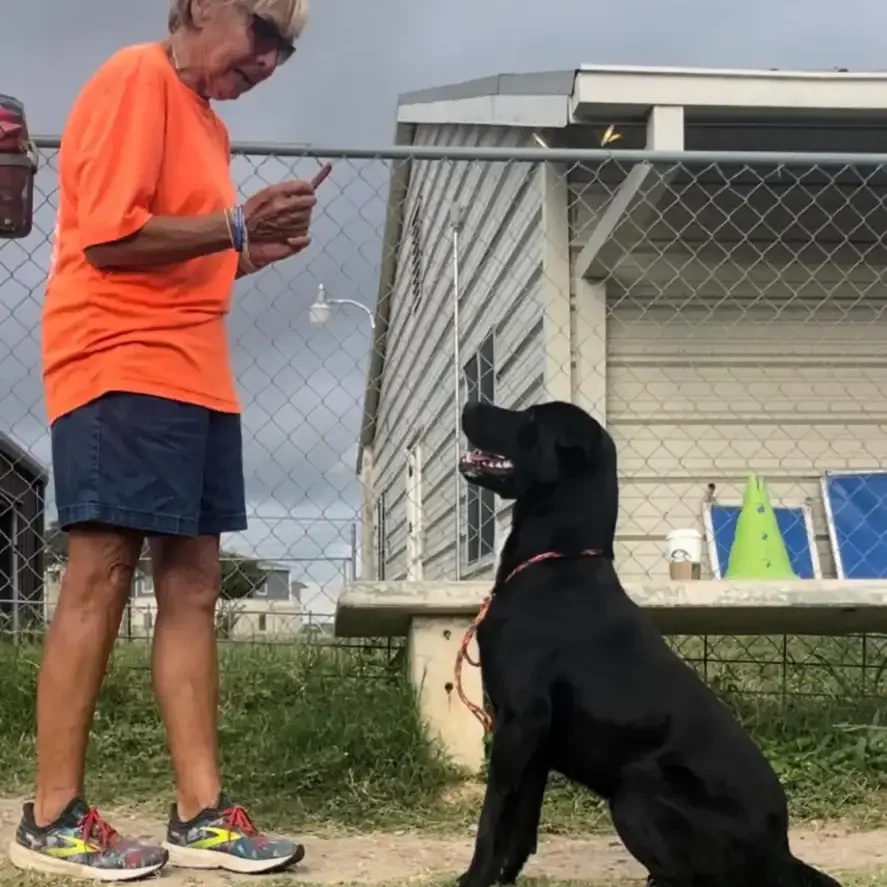 Dog training