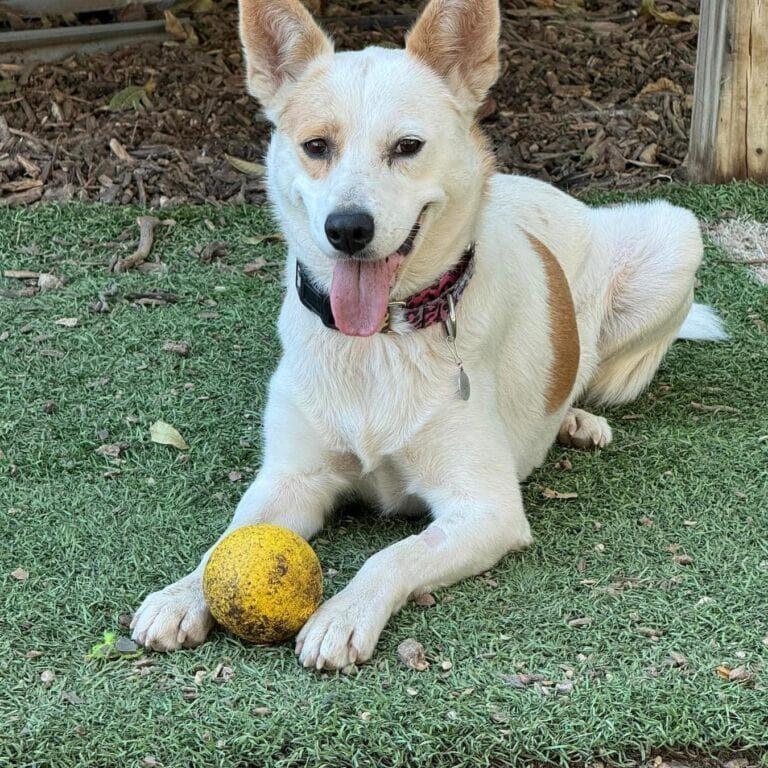 gypsy-kerville-pets-alive