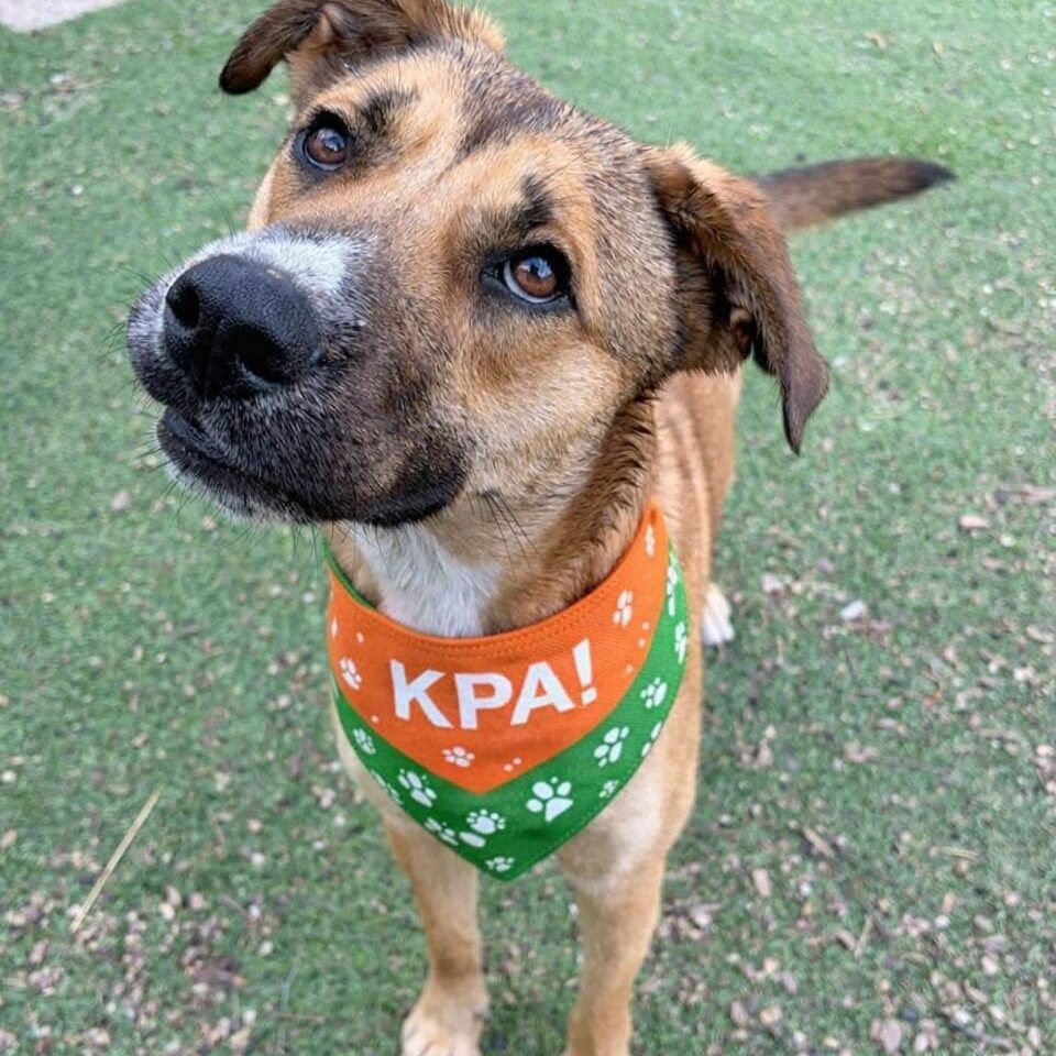 KPA Dog Rescue Cute